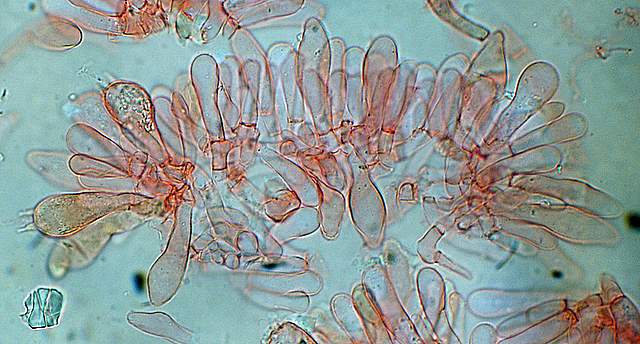 Xerocomus bubalinus   (Oolbekk. & Duin)  Redeuilh